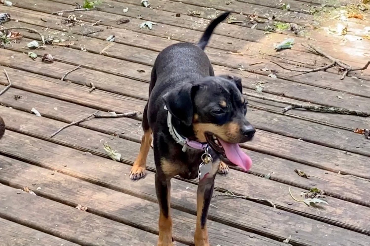 Miami Township Animal Hospital