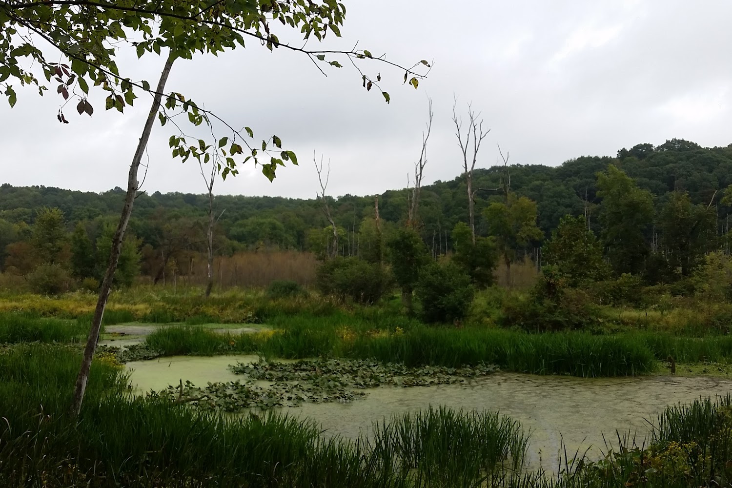 Holmes County Dog Warden