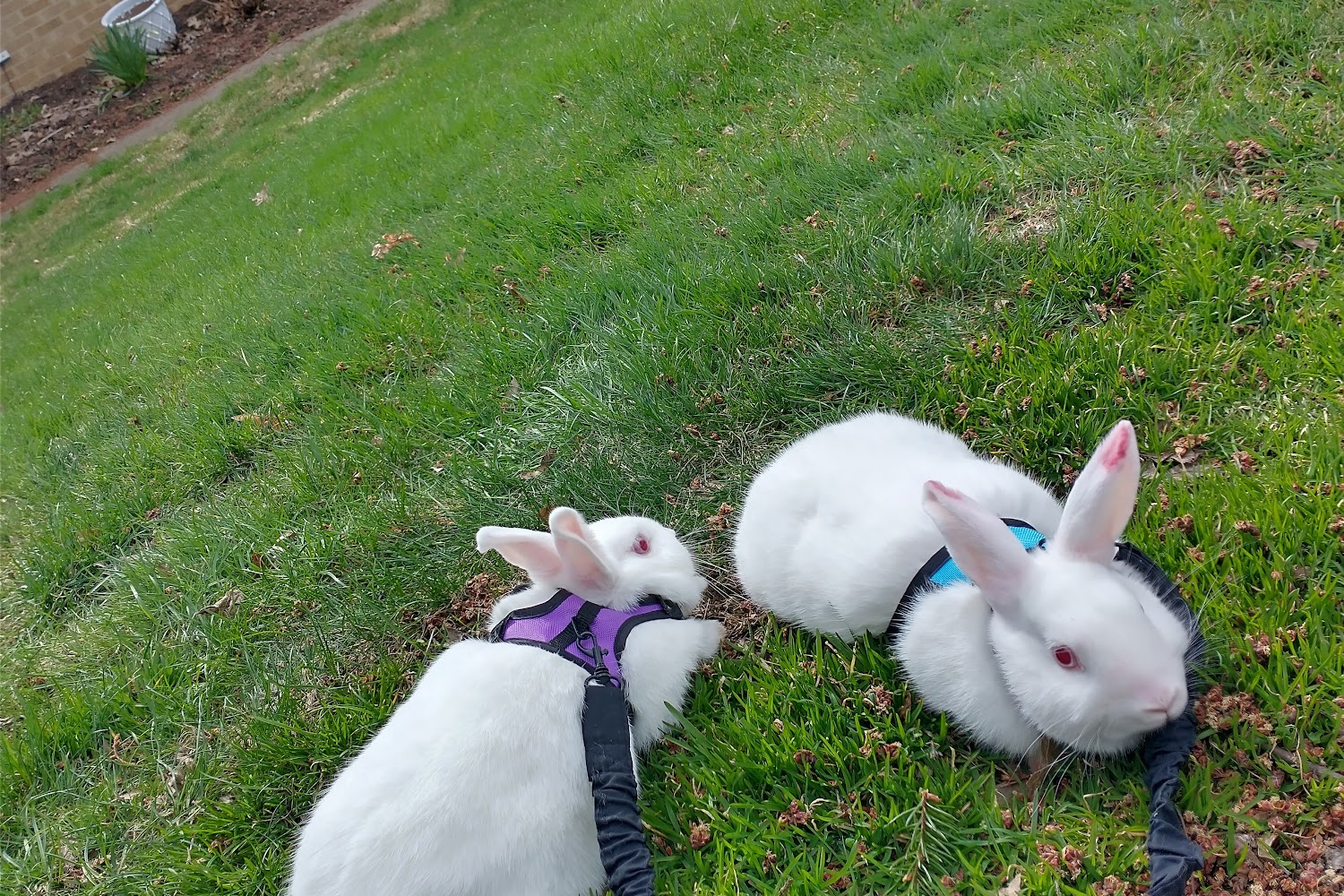 Northeastern Ohio Rottweiler Rescue