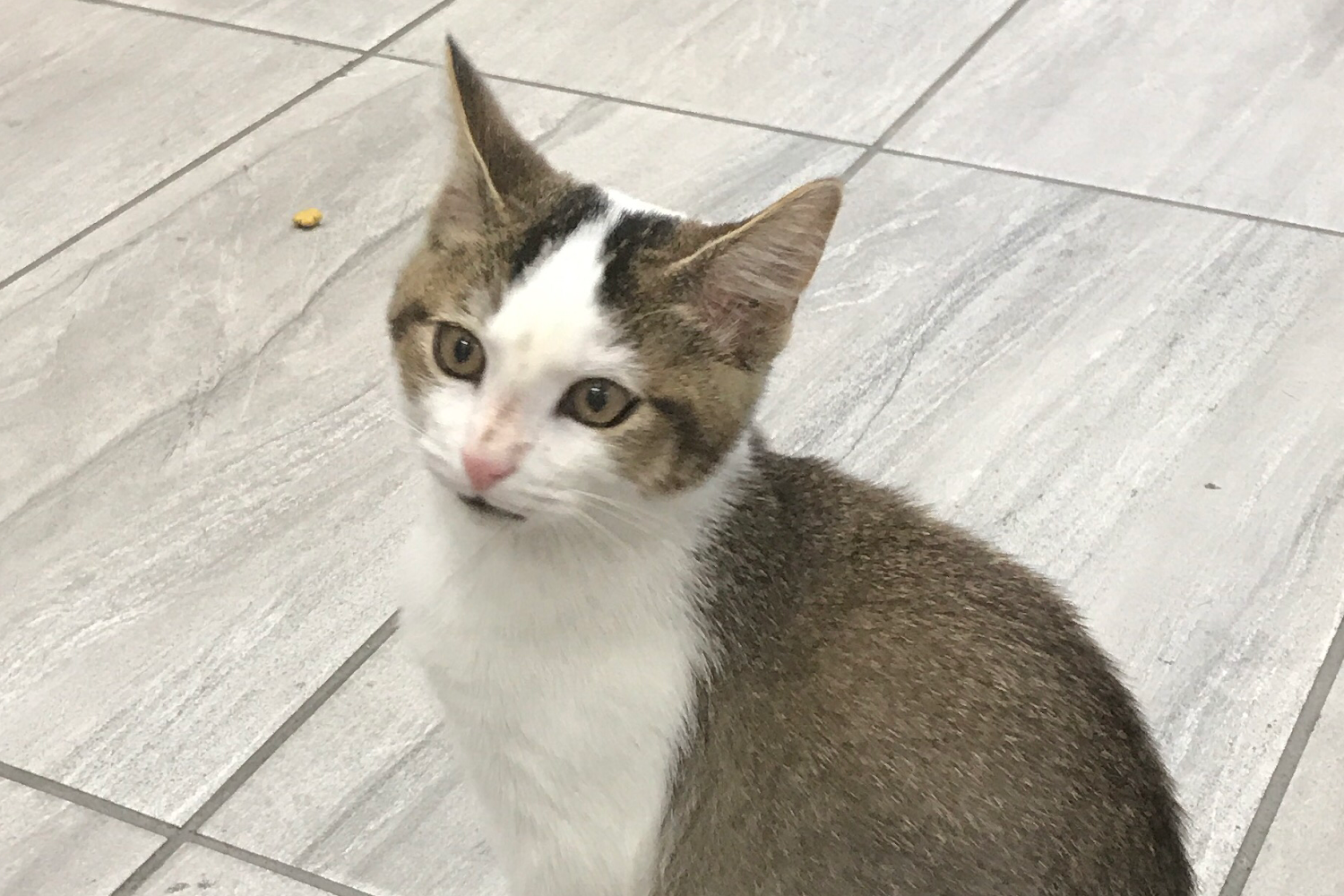 Los Coyotes Pet Hospital