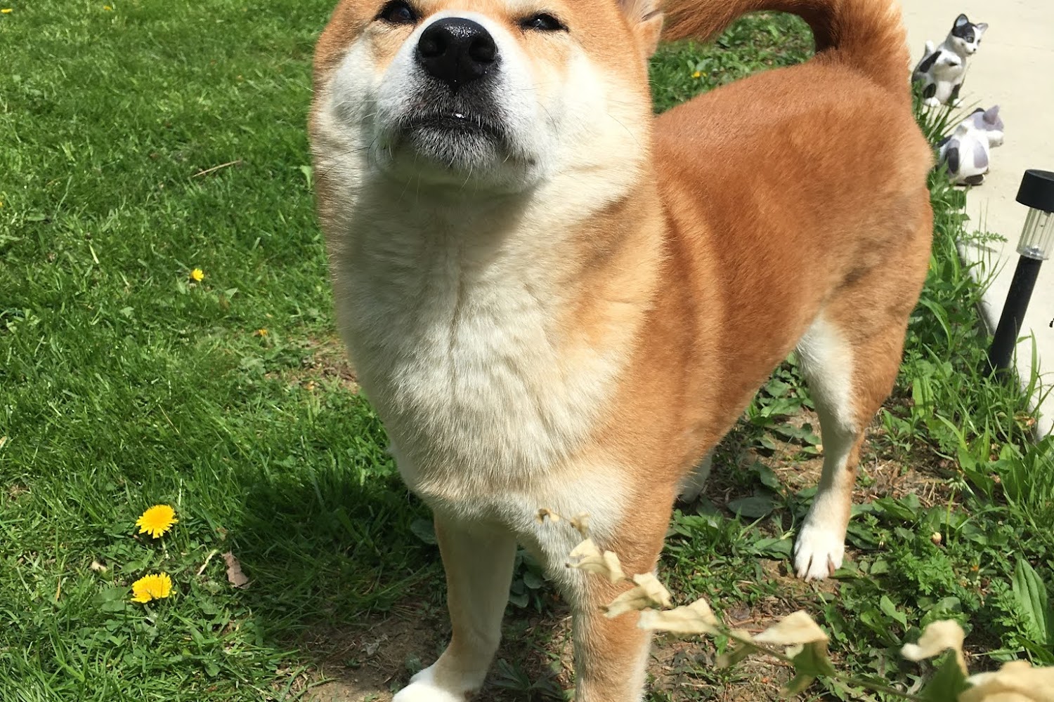 Tri-State Shiba Inu Rescue, Inc.
