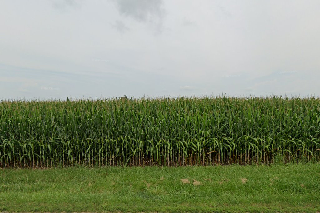 Delaware County Dog Warden