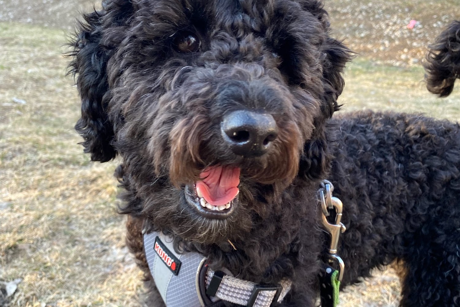 Painted Acres Animal Rescue