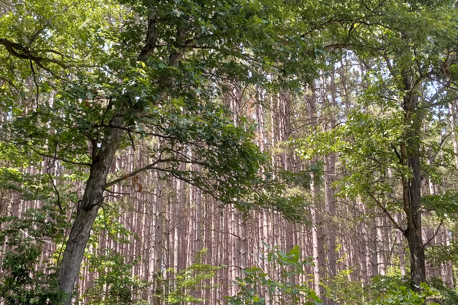 Planned Pethood, Inc.