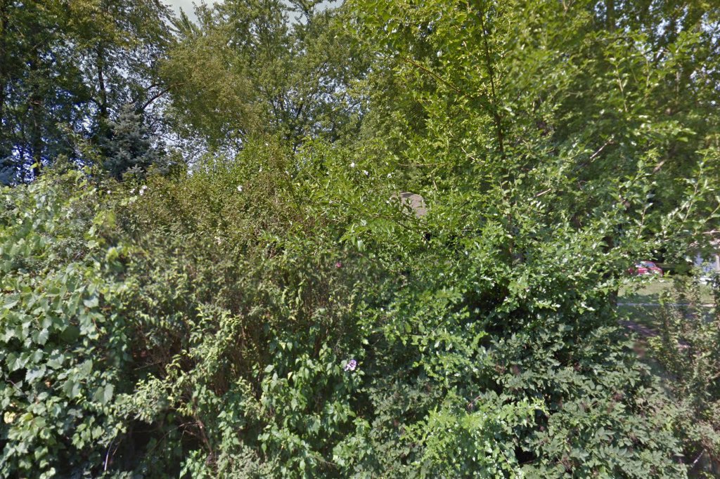 Safe Harbour Doberman Rescue