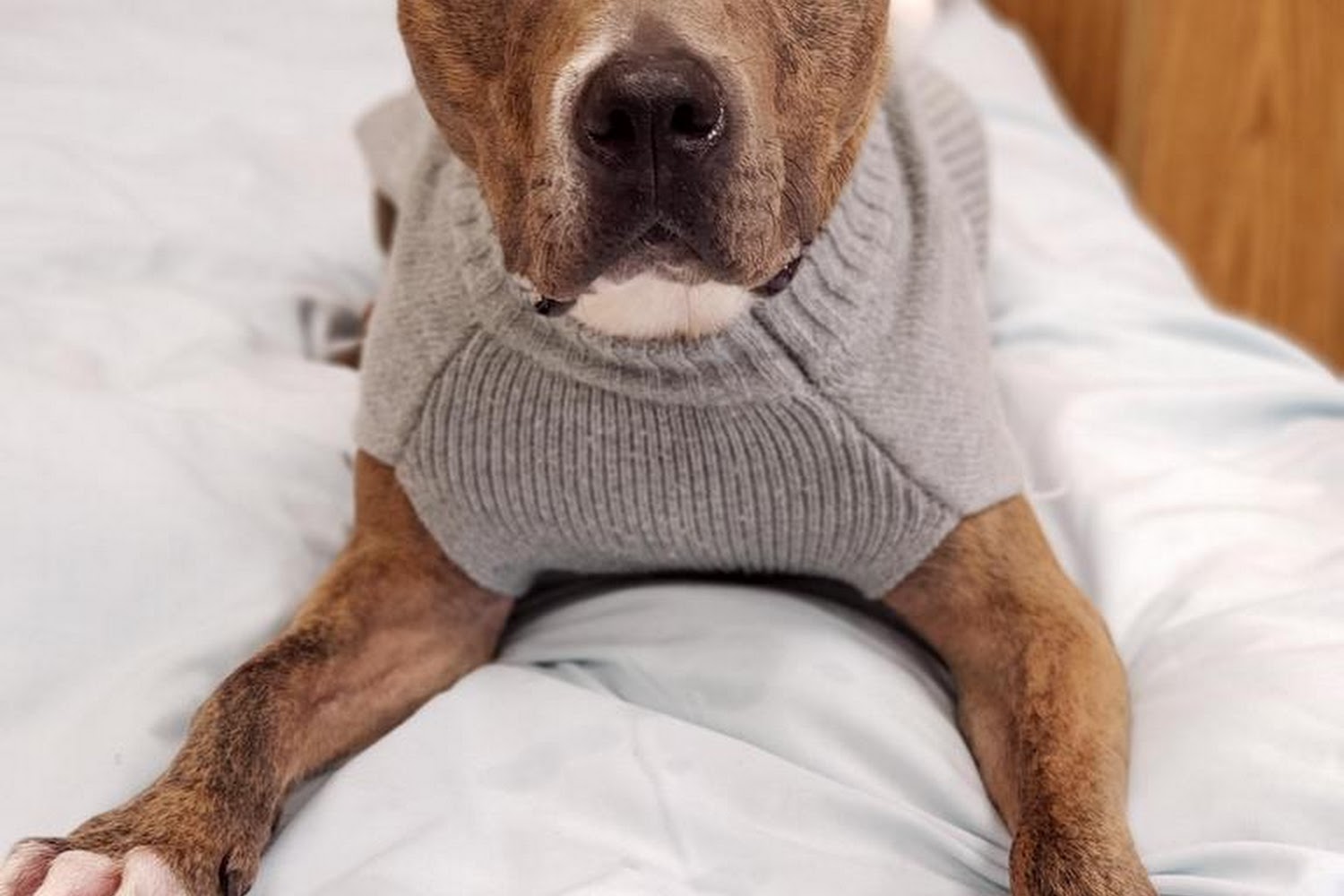 Humane Society & SPCA of Hancock County