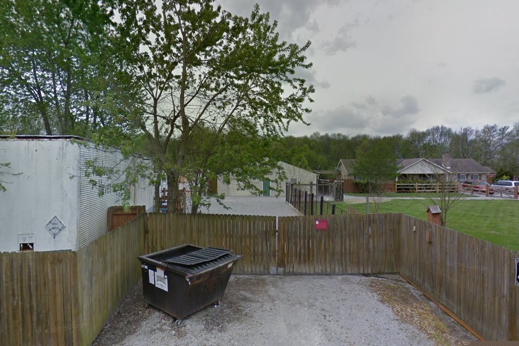 Harlequin Haven Great Dane