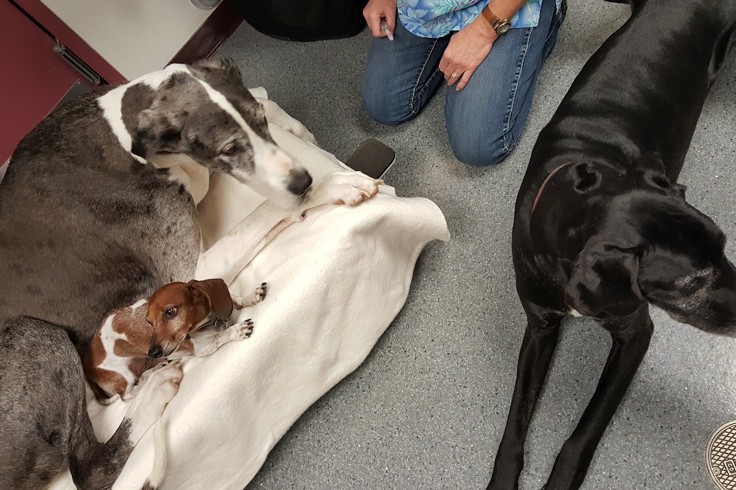 Rosedale Veterinary Hospital