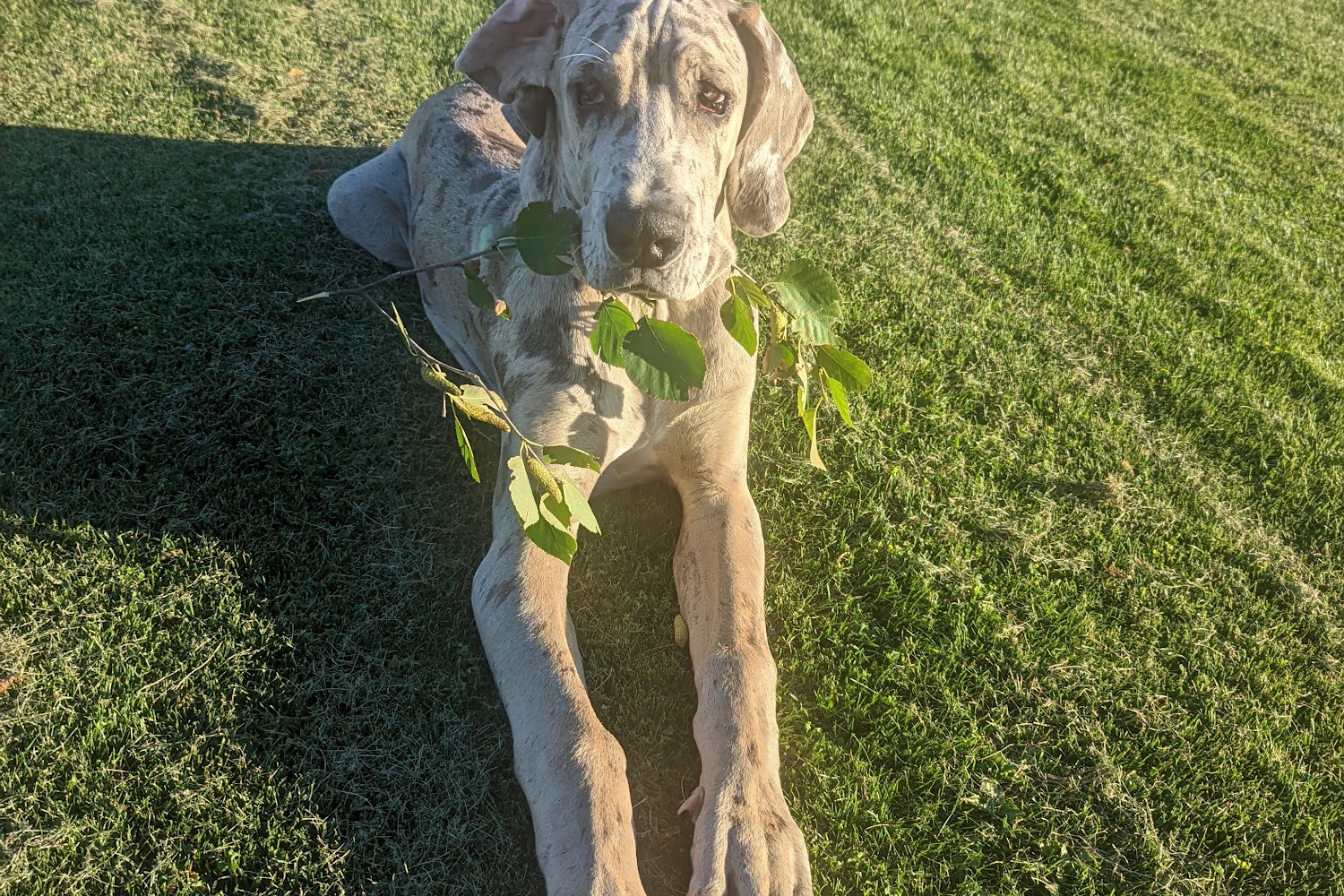 Alpine Animal Hospital