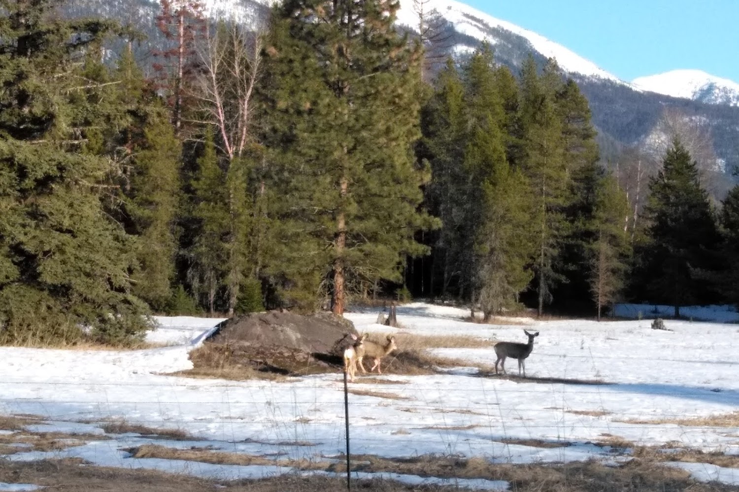 Senior Dog House and Rescue