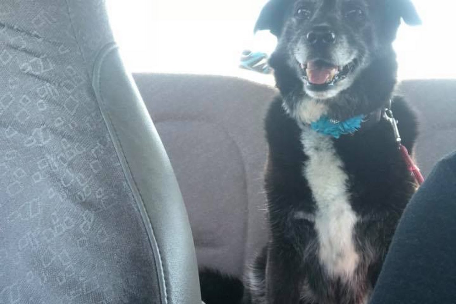 Ridgeview Animal Hospital