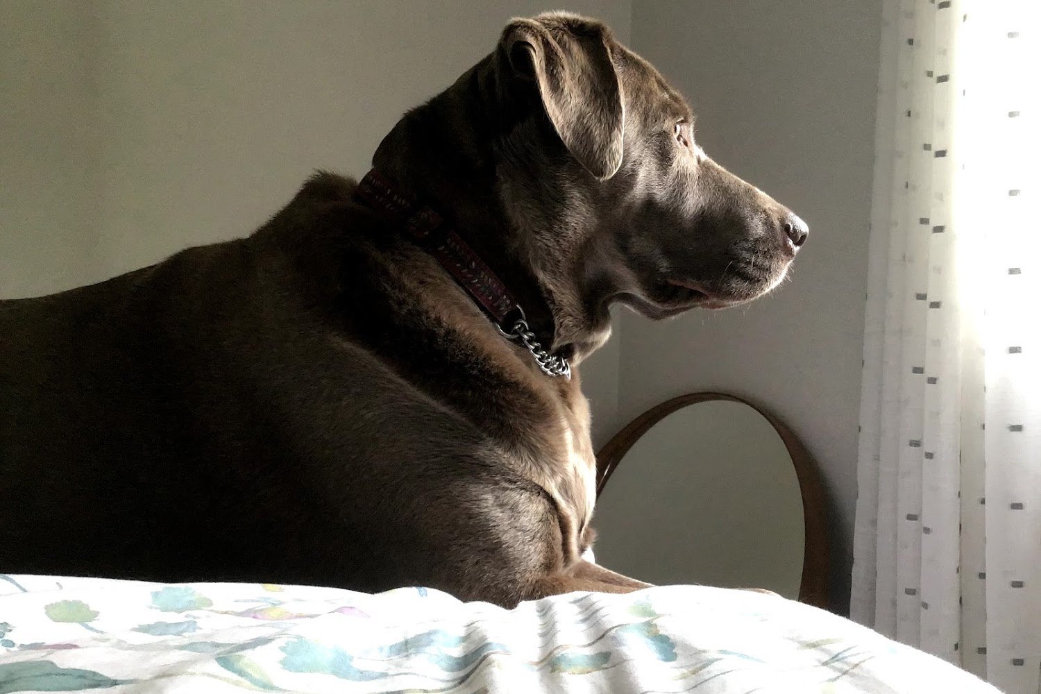 Spring House Animal Hospital