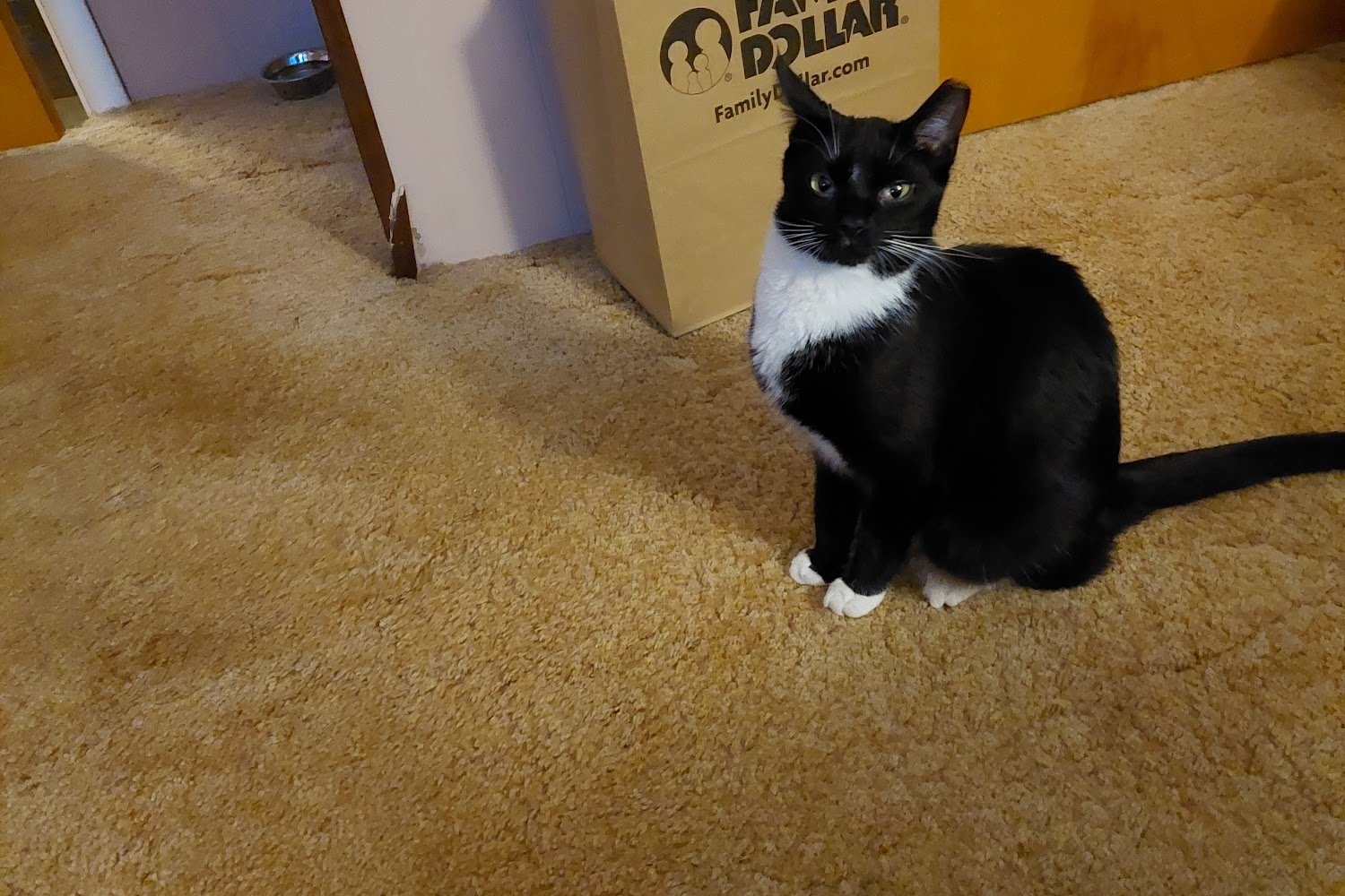 Animal Care Sanctuary