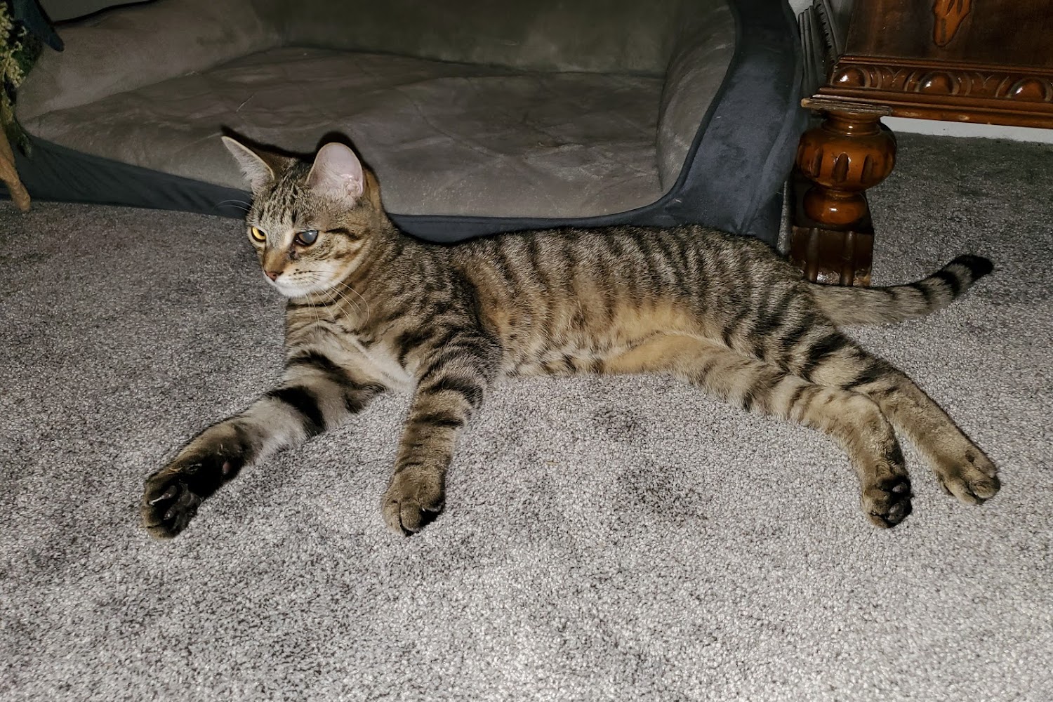 ​​Ruth Steinert Memorial SPCA