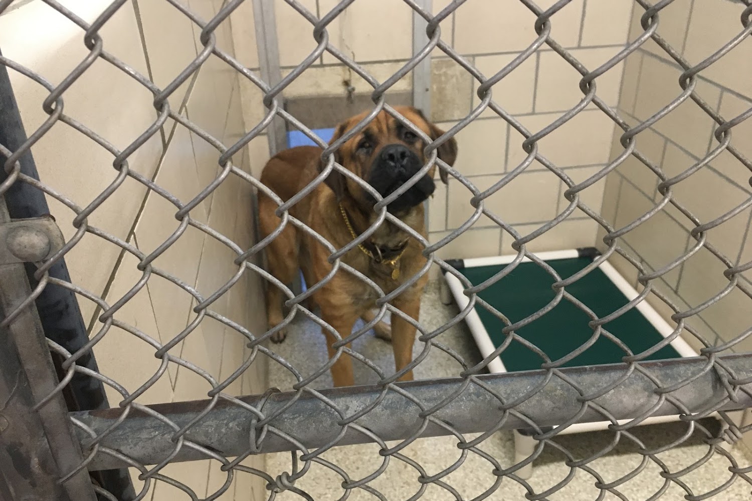 Montgomery County SPCA