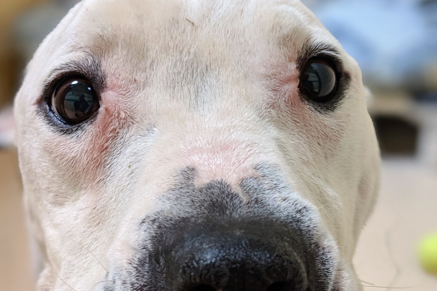 Nevada County Animal Control