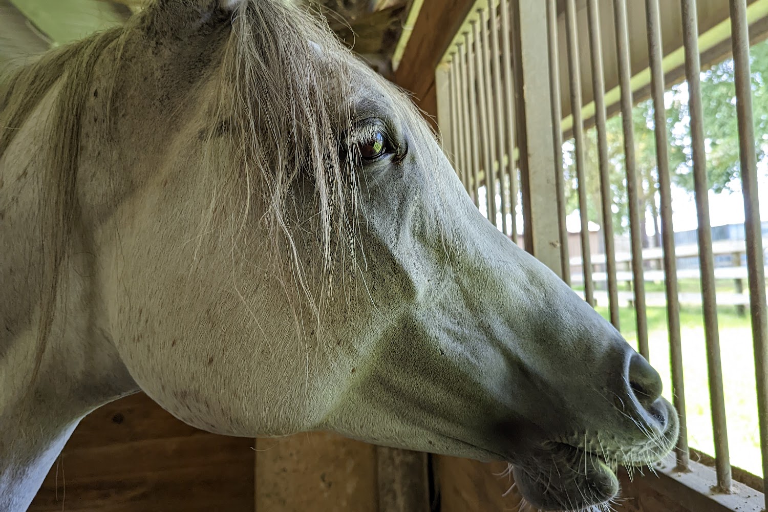Brazos Valley Equine Hospital
