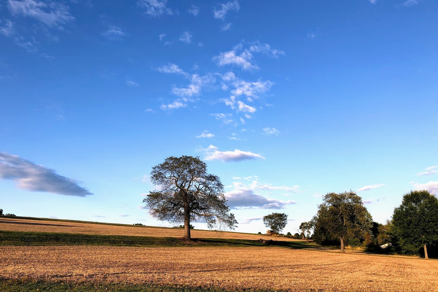 Pennsylvania Ferret Club & Shelter