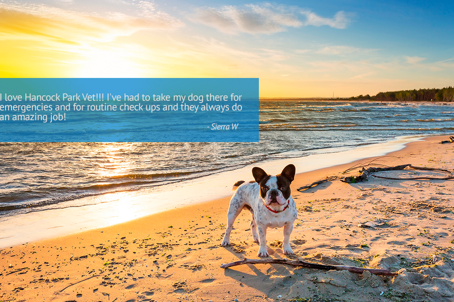 Hancock Park Animal Hospital