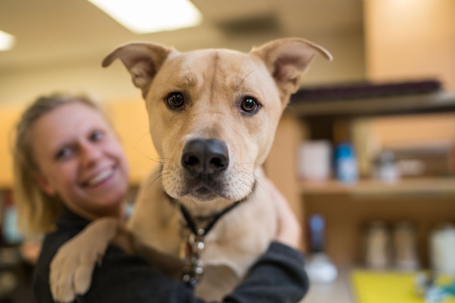 Lakeshore Veterinary Specialists & Emergency Hospital