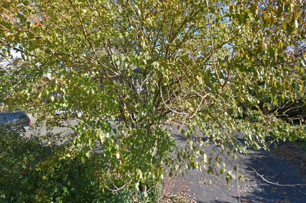 Almost Home Dog Rescue