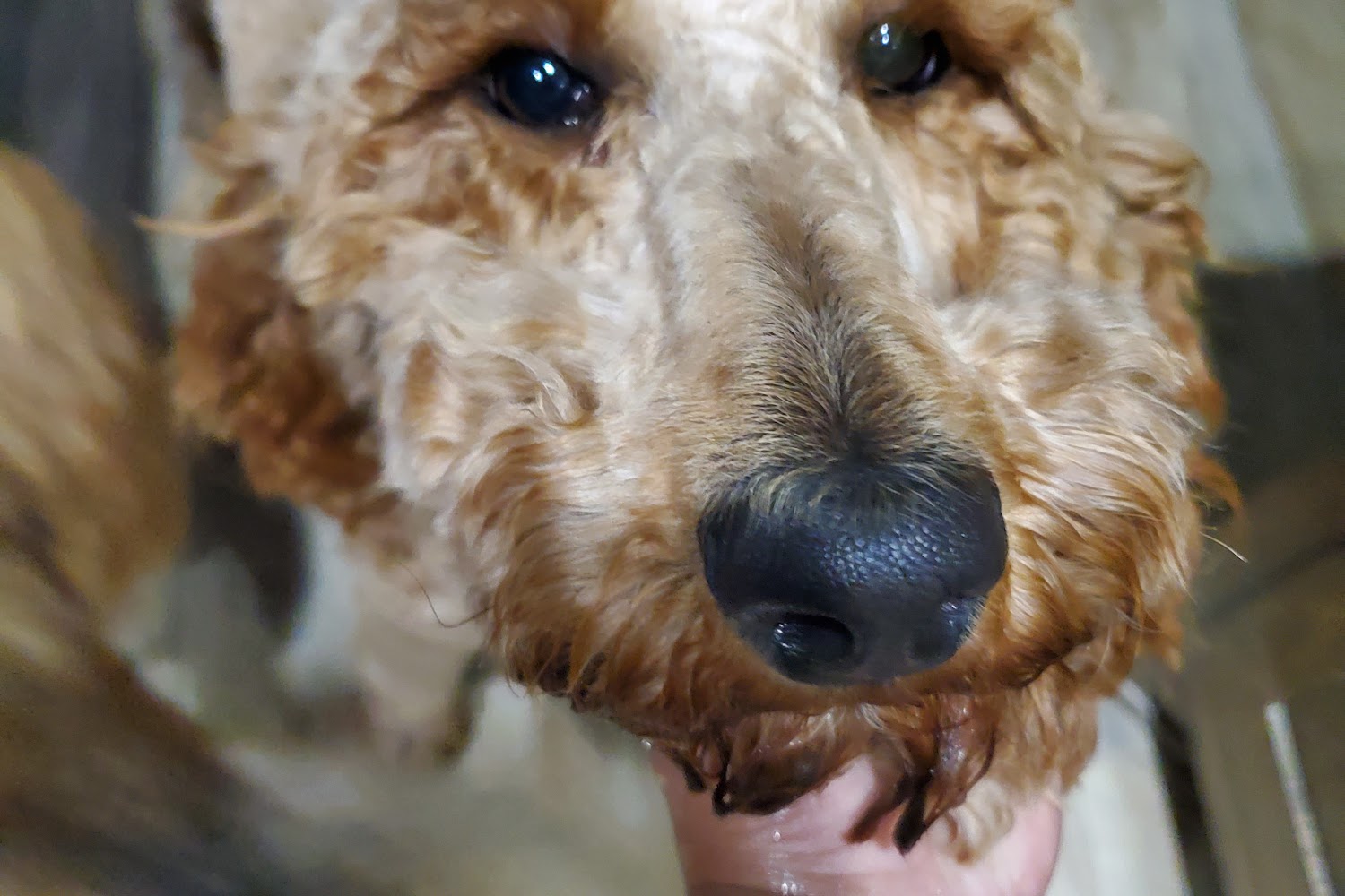 Campbell Road Veterinary Hospital