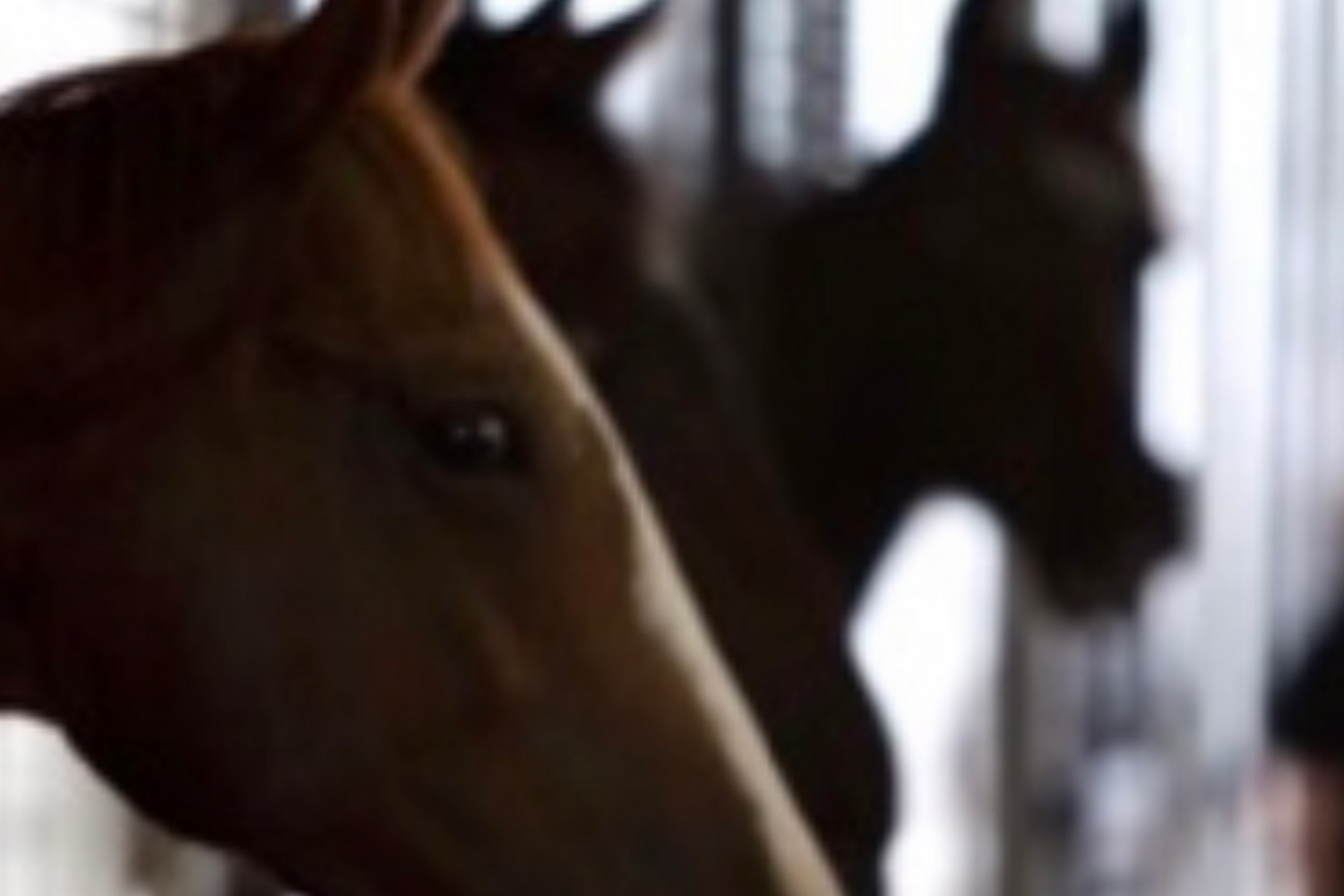 Companion Animal Hospital of Waller