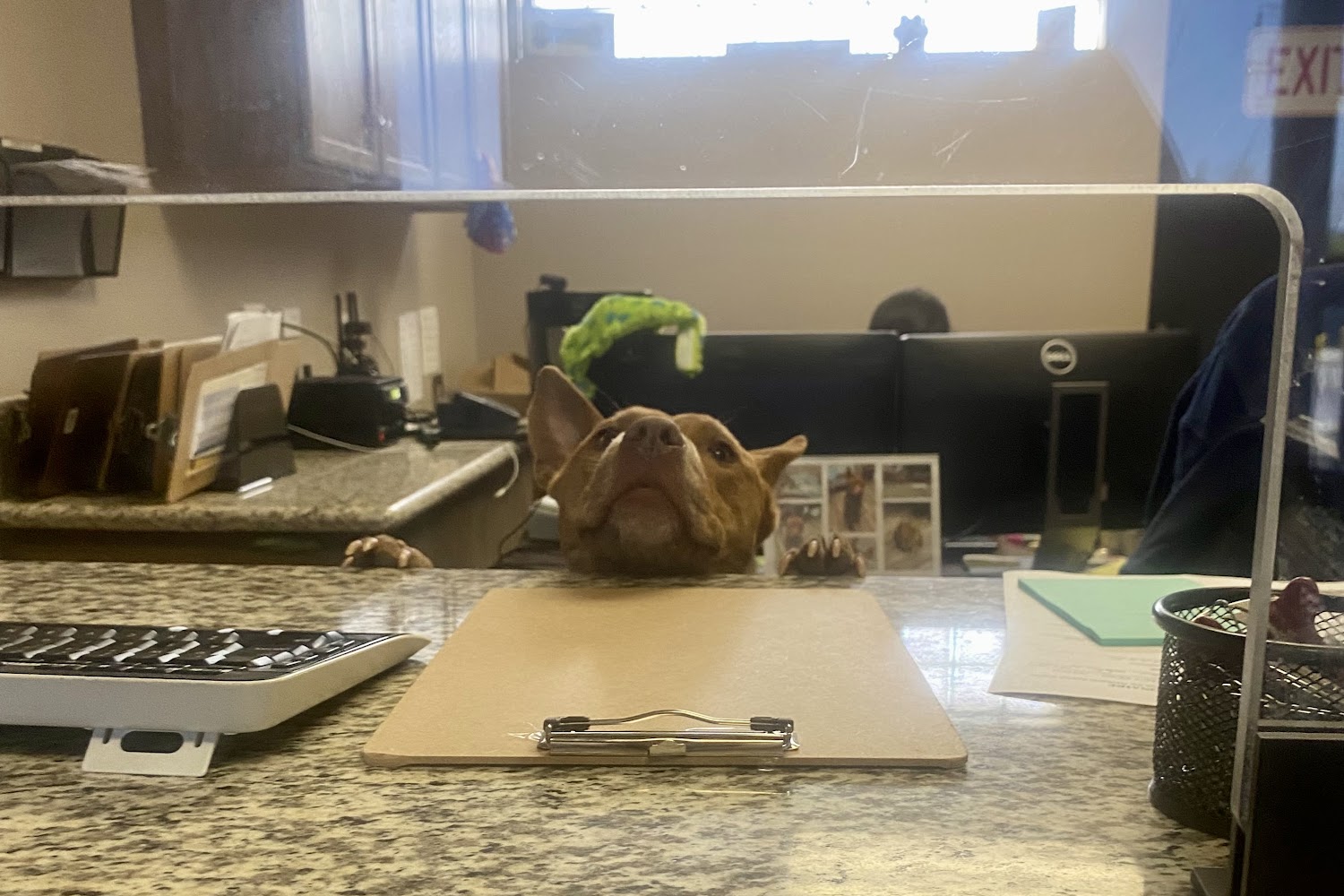 Redlands Animal Shelter