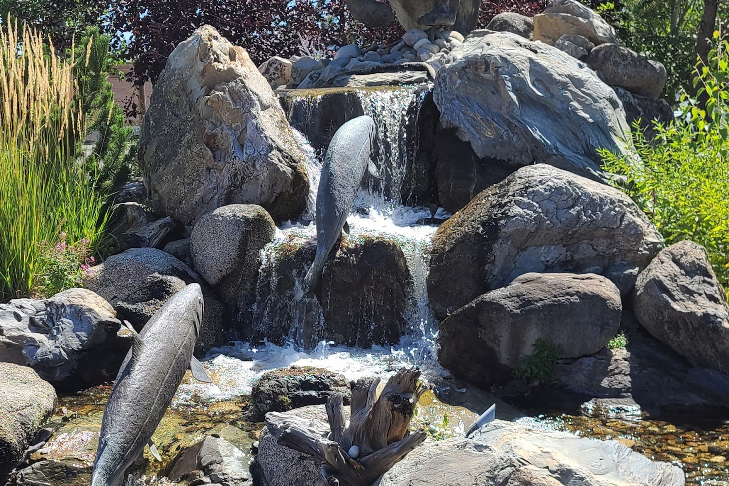 Salmon Animal Shelter