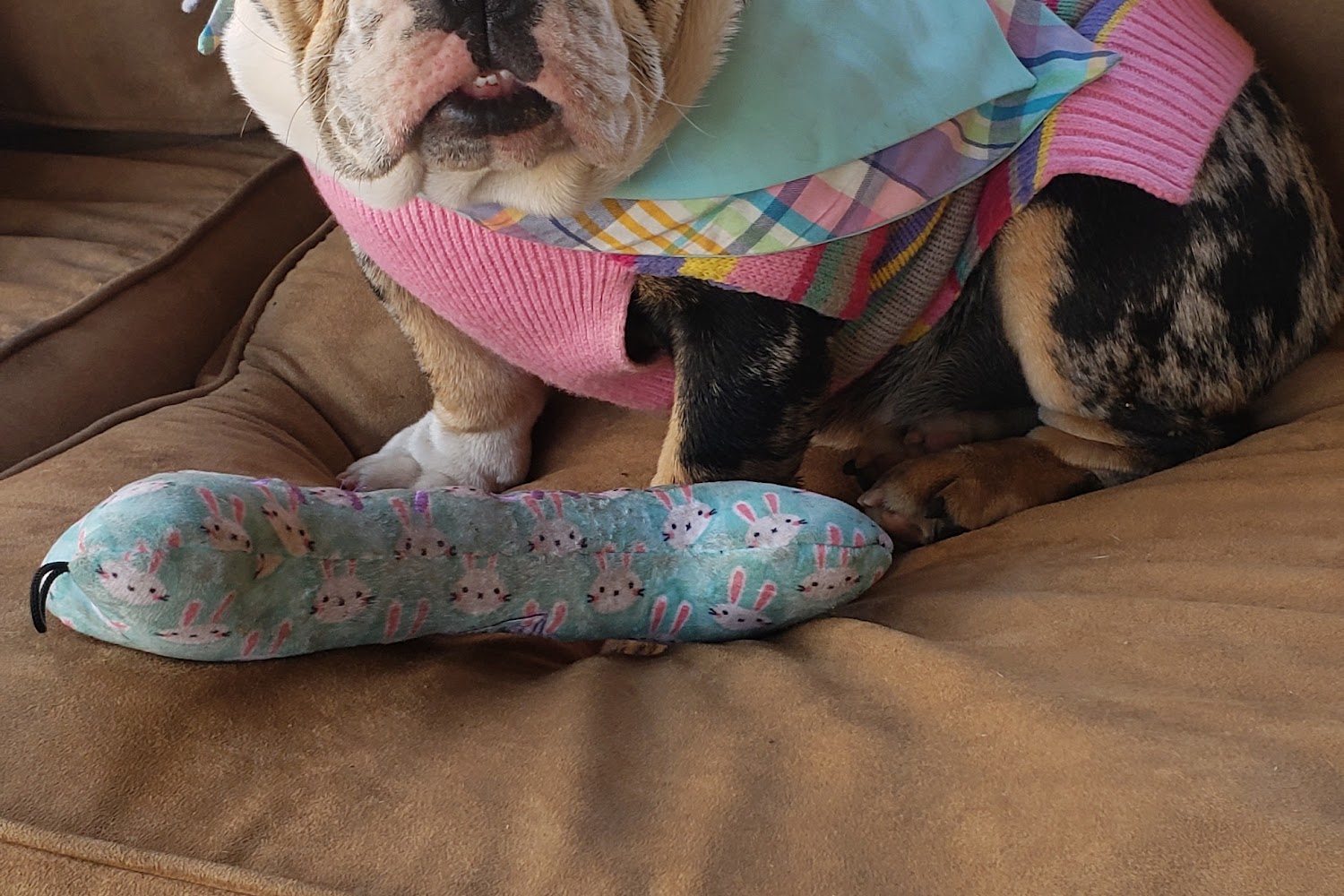 Mid Valley Veterinary Hospital