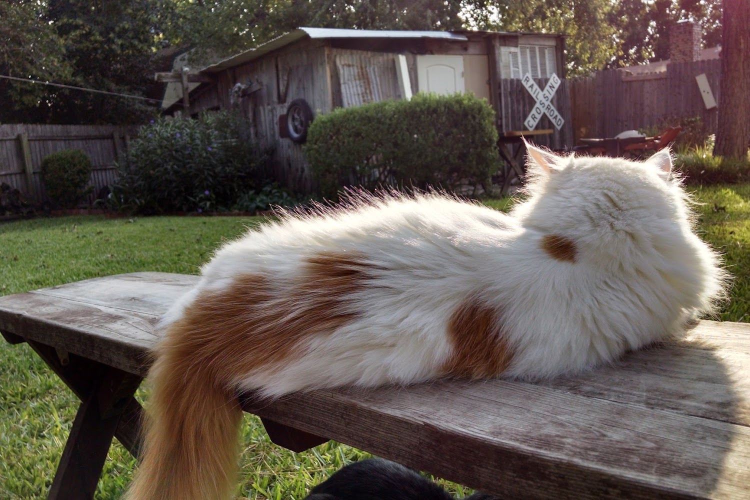 Roanoke Animal Hospital