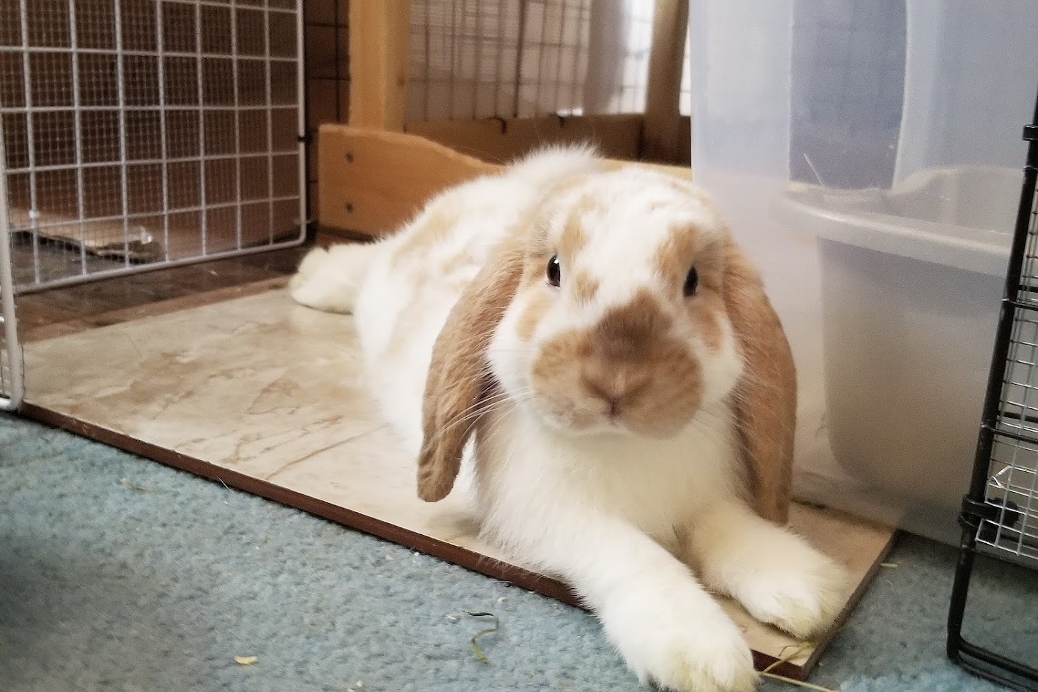 Town & Country Animal Hospital