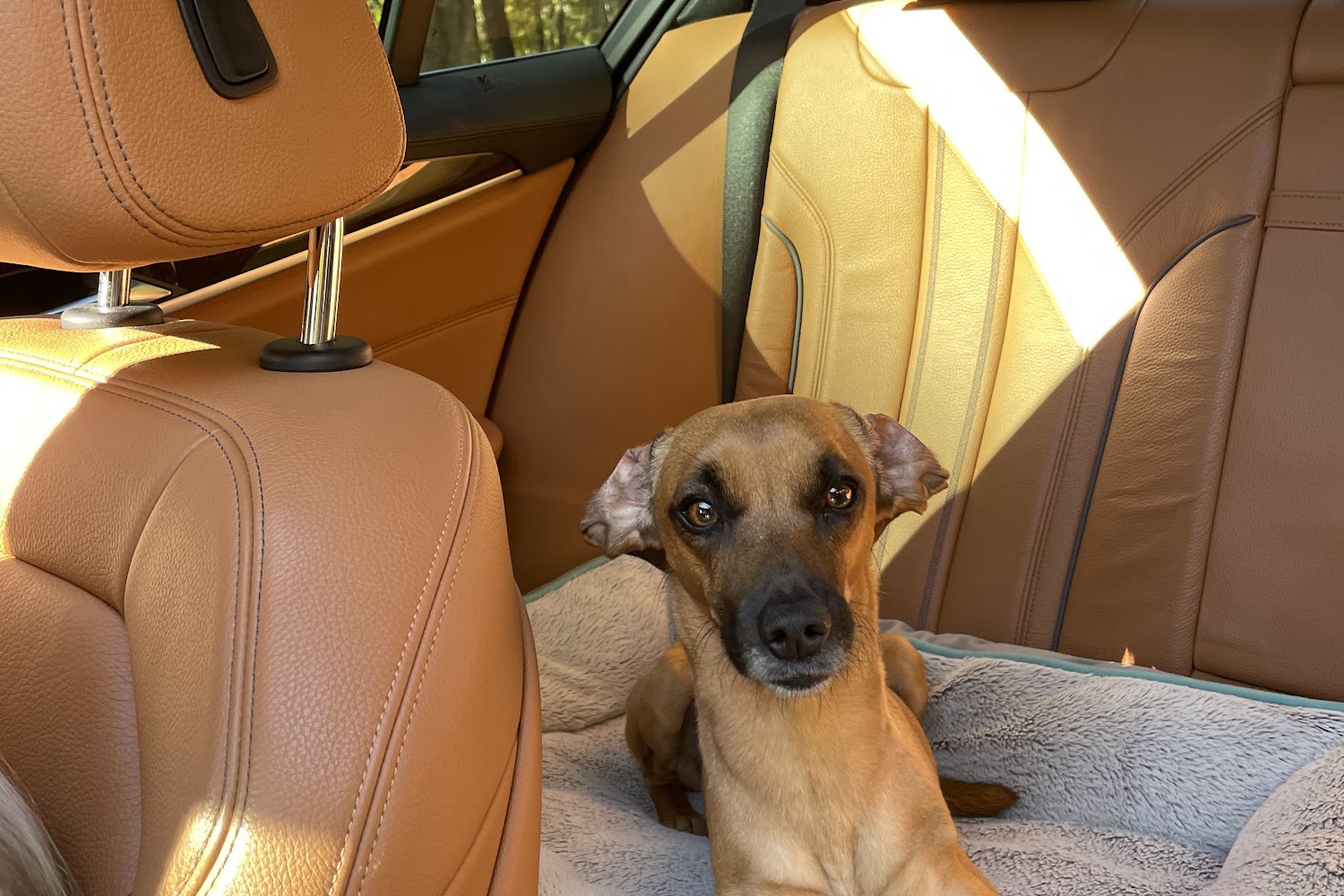 Linderman Animal Hospital