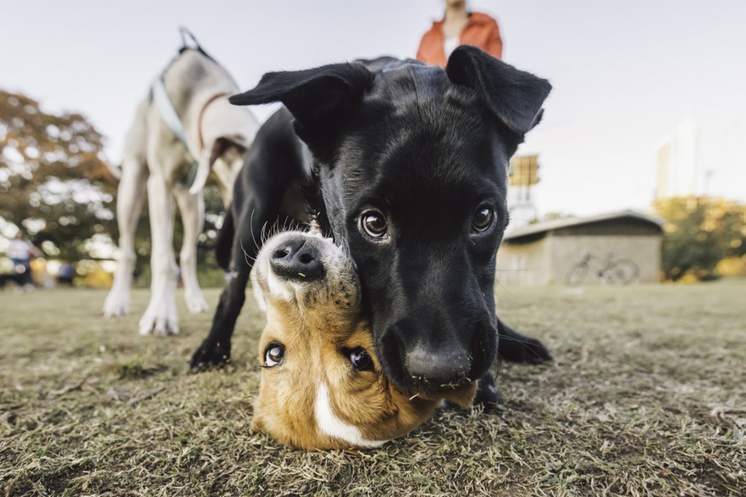 Labmed Rx for Rescued Labradors