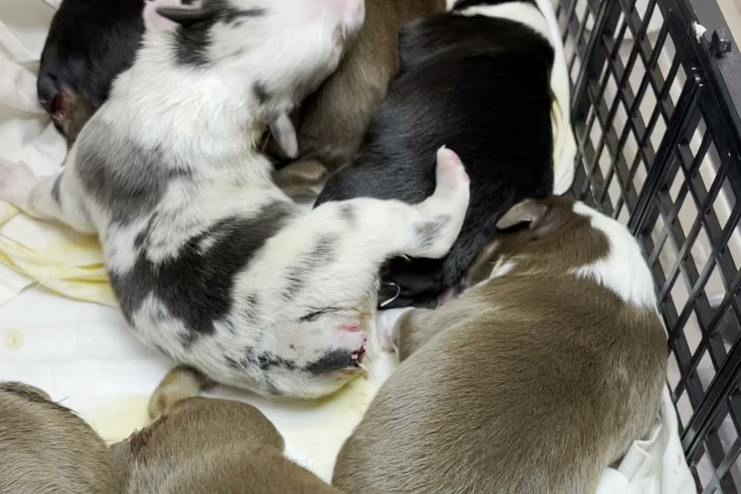 Pet Headquarters Veterinary