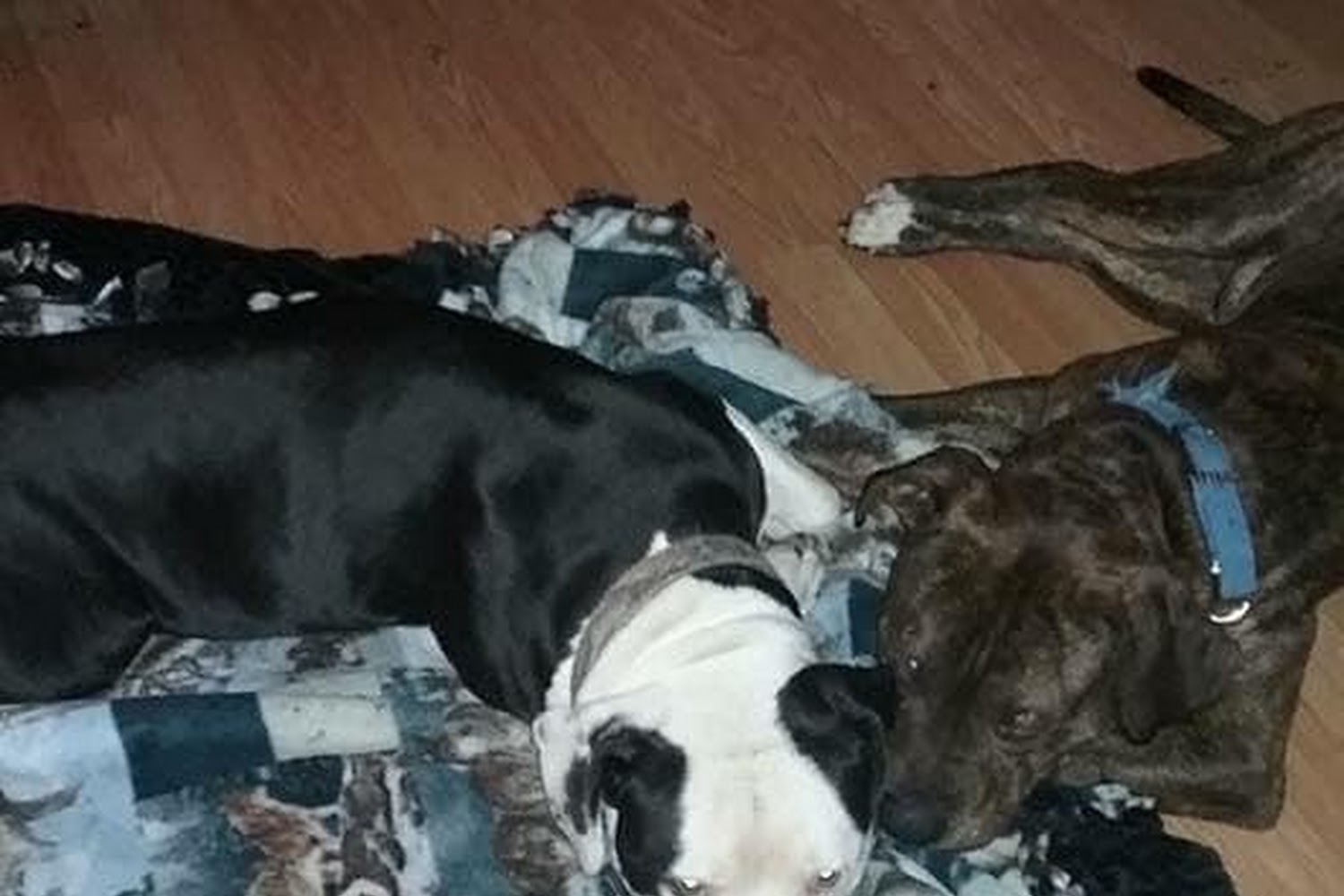 Liberty Animal Control