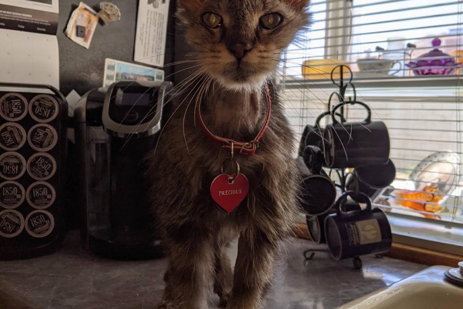 Victoria Animal Hospital