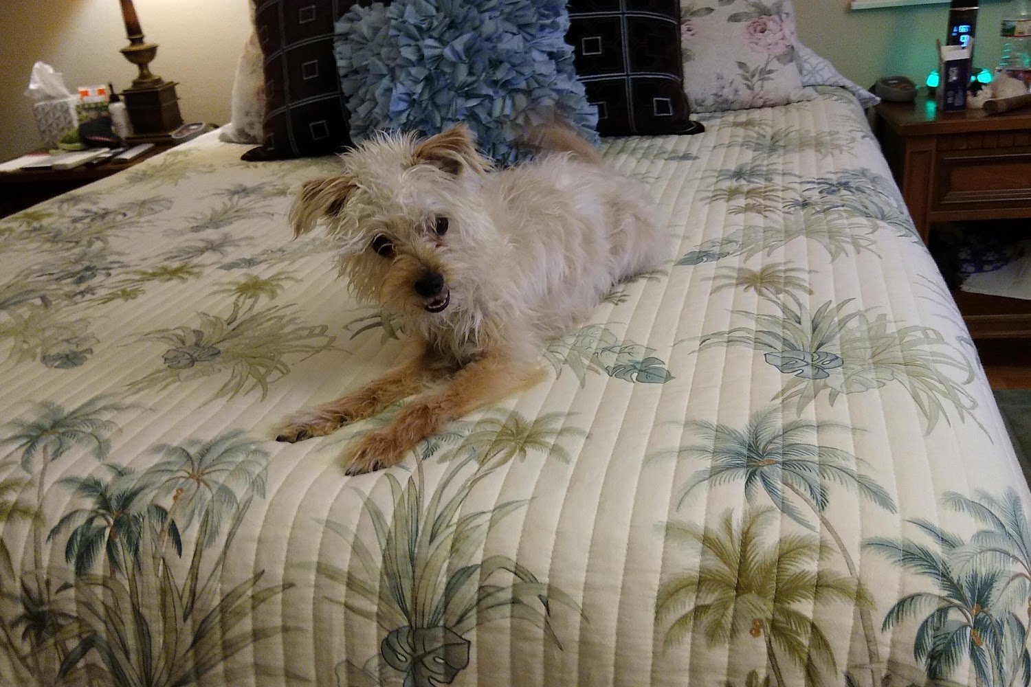 Irvine Animal Care Center