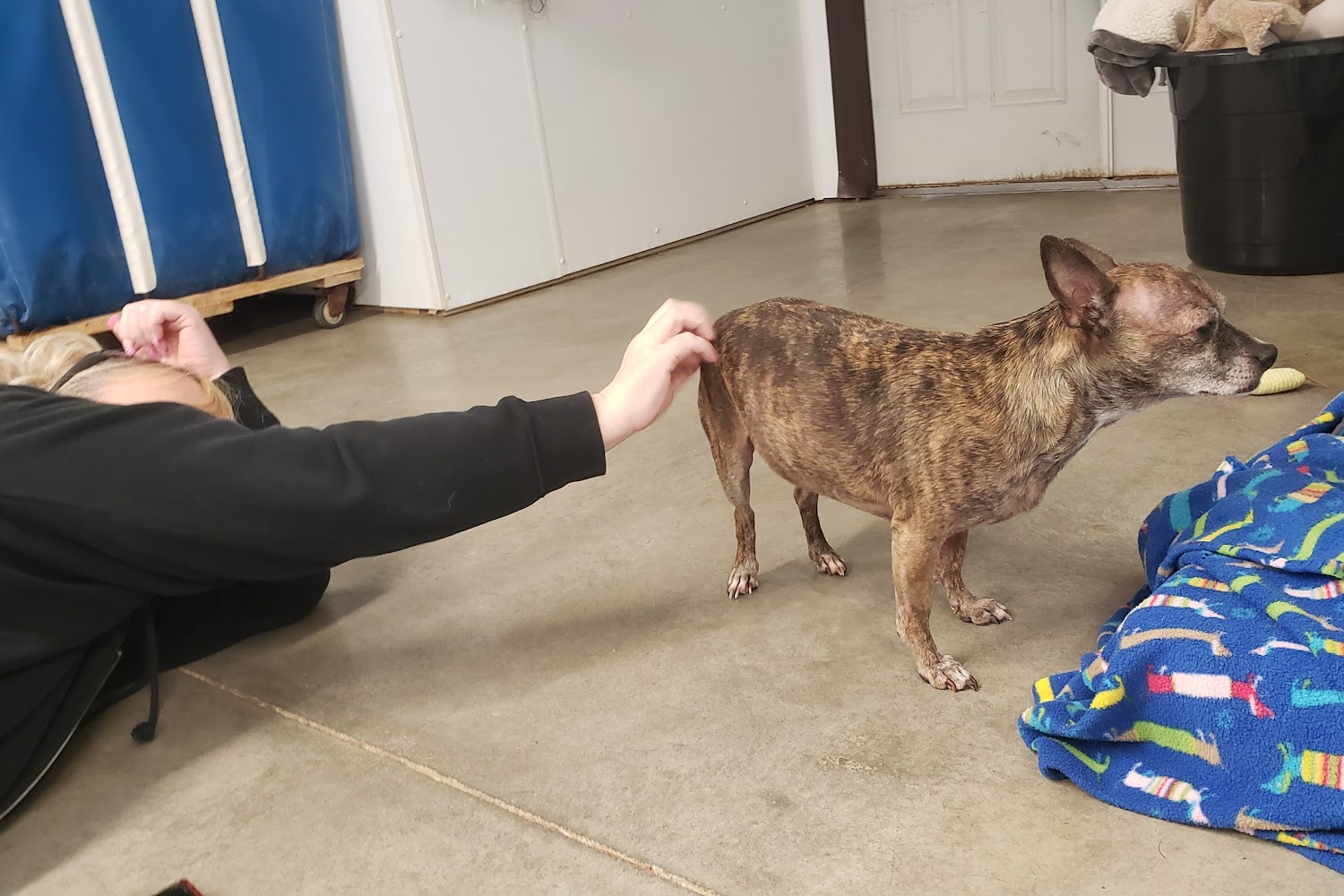 Hearts United For Animals