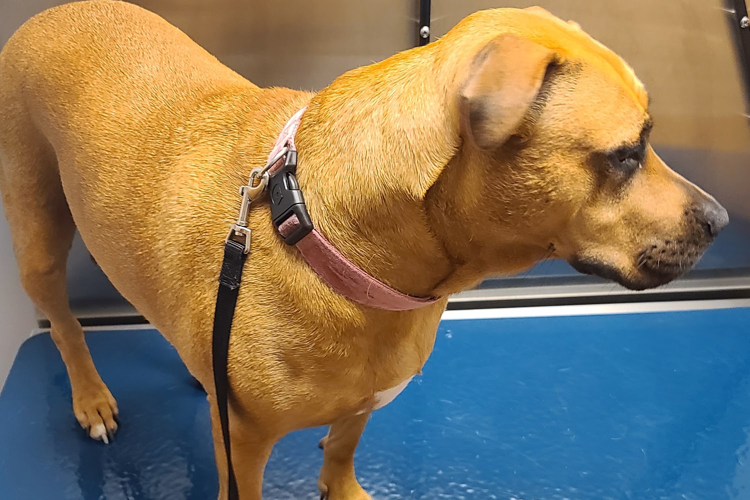 Nicholas Animal Hospital