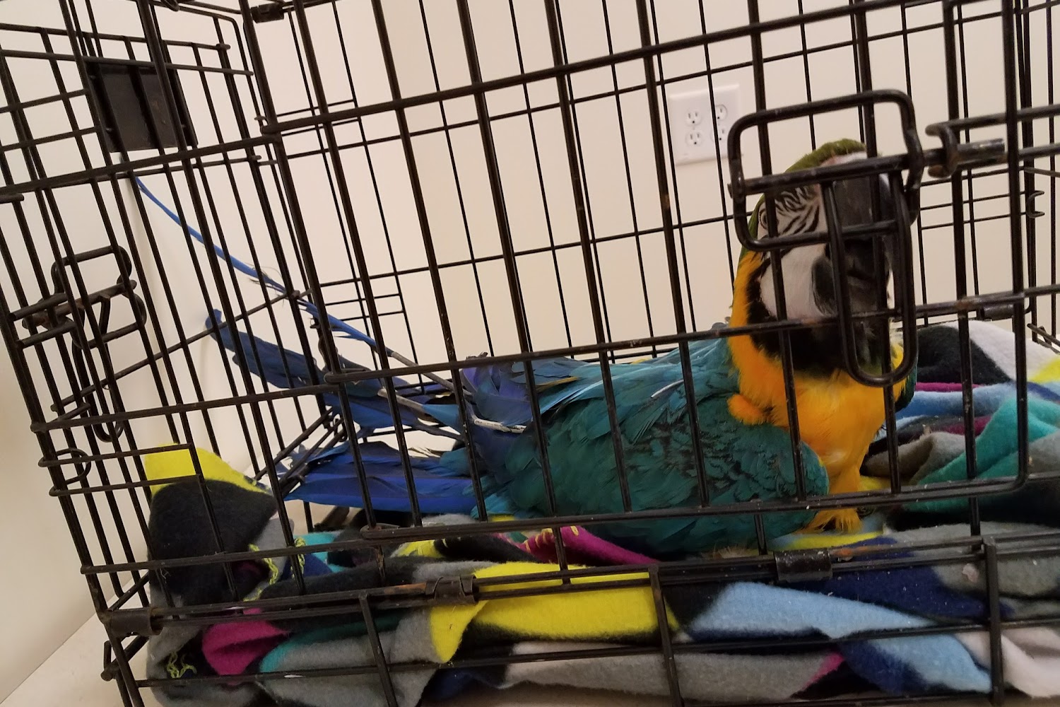 Spring Mills Veterinary Hospital