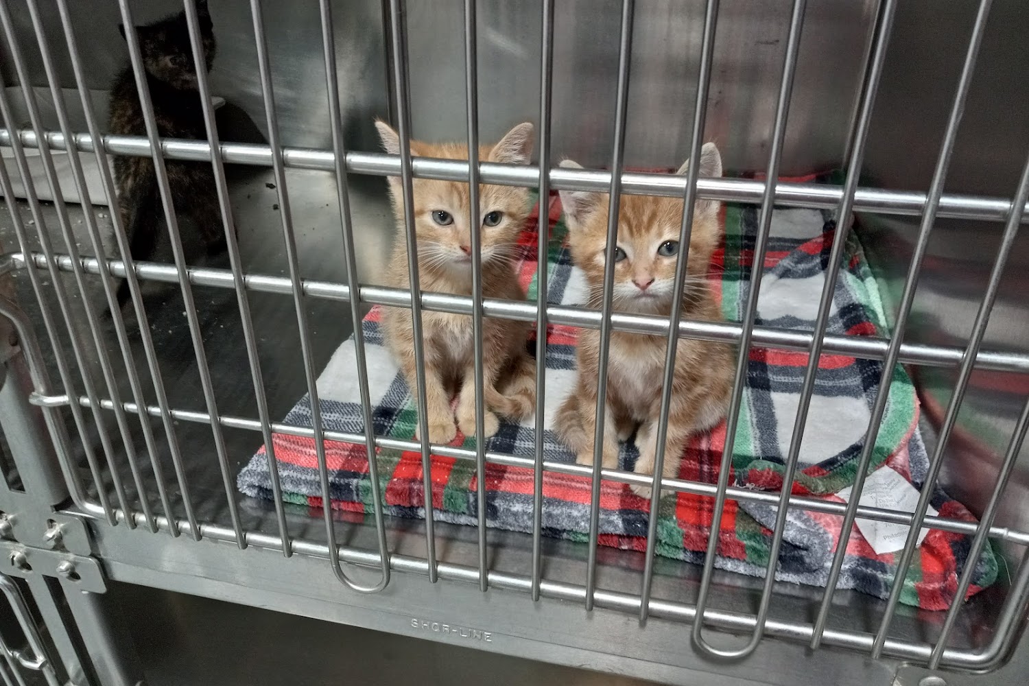 Brooke County Animal Shelter