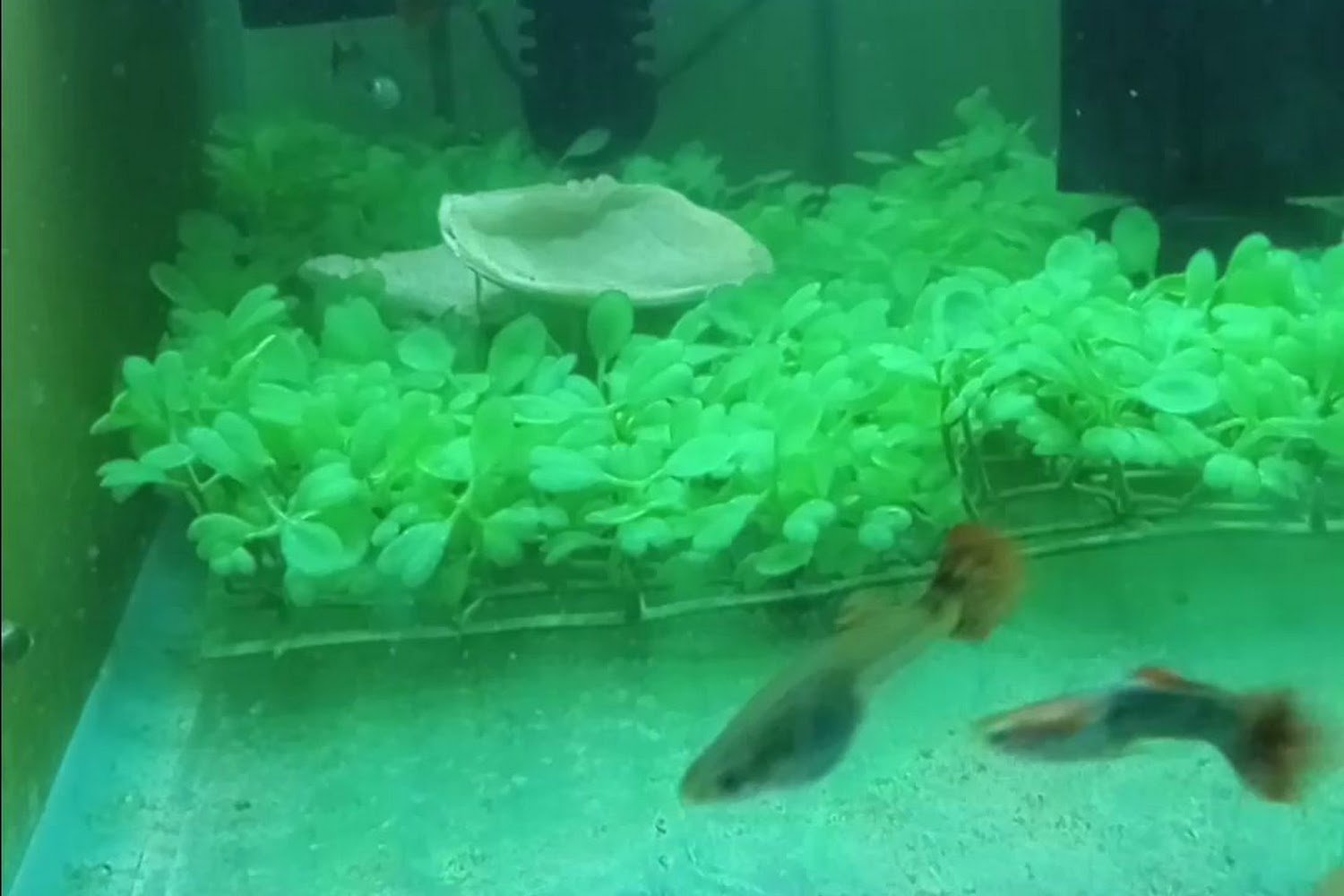 WV German Shepherd Rescue Co-Op