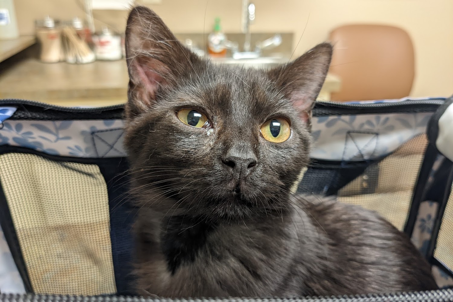 Airpark Animal Hospital