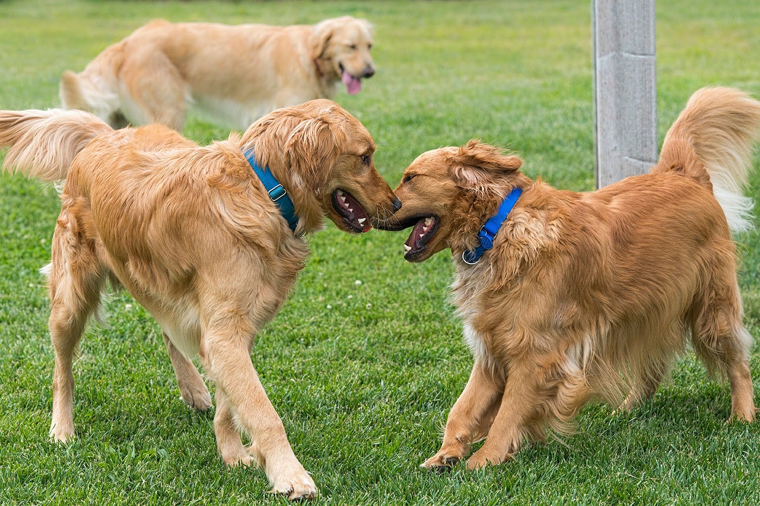 Homeward Bound Golden Retriever Rescue & Sanctuary