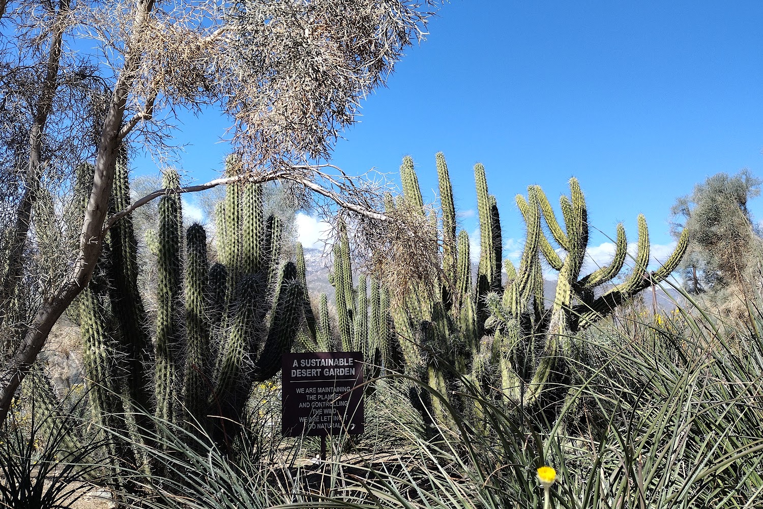 Palm Springs Animal Shelter