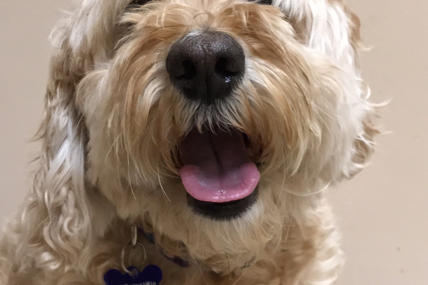 Stevenson Village Veterinary Hospital