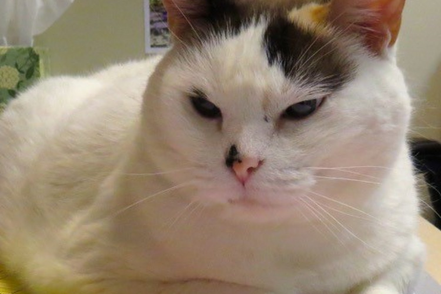 Houston Cat Hospital