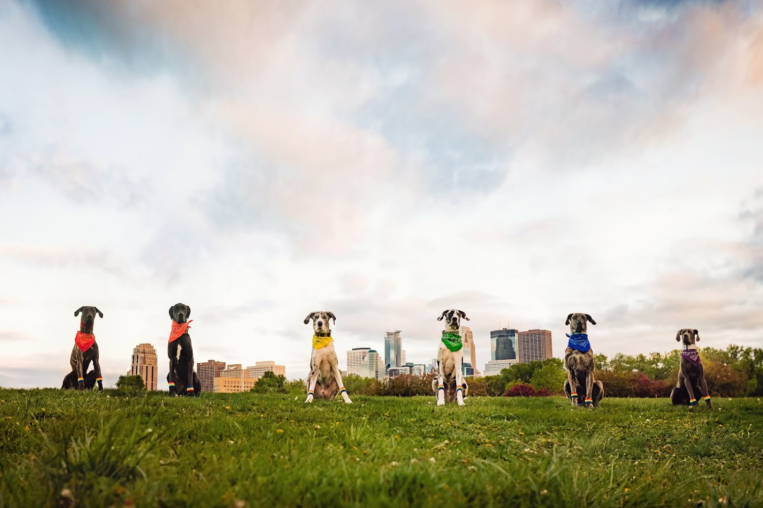 Great Dane Rescue of Minnesota and W. Wisconsin