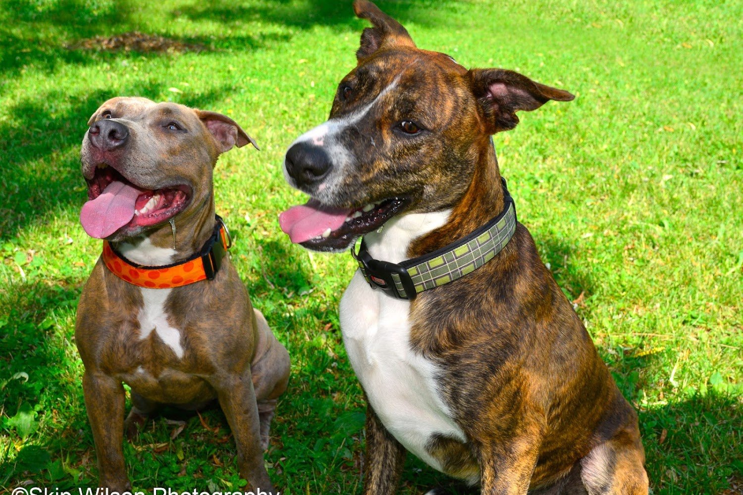 Animal Welfare League